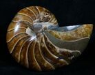 Top Quality Inch Nautilus Fossil #4320-2